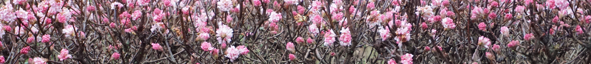 Paul Strengers Export B.V.