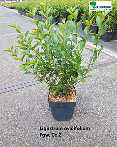 Ligustrum ovalifolium    