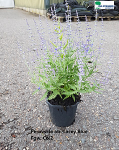 Perovskia atr. Lacey Blue