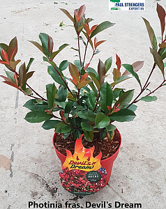 Photinia fras. Devil's Dream