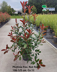 Photinia fras. Red Robin
