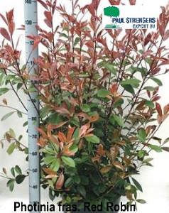 Photinia fras. Red Robin