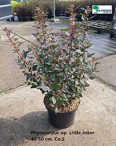 Physocarpus op. Little Joker
