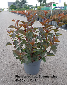Physocarpus op. Summerwine