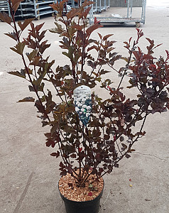 Physocarpus op. Summerwine