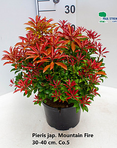 Pieris jap. Mountain Fire