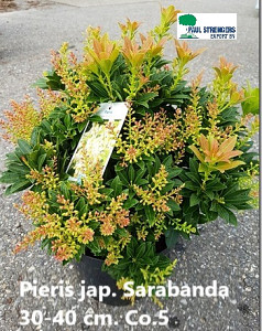 Pieris jap. Sarabanda