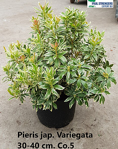 Pieris jap. Variegata