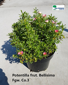 Potentilla frut. Bellisima 