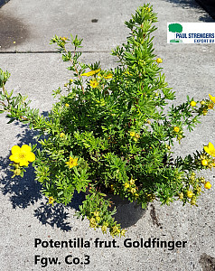 Potentilla frut. Goldfinger