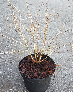 Prunus inc. Kojou no Mai 