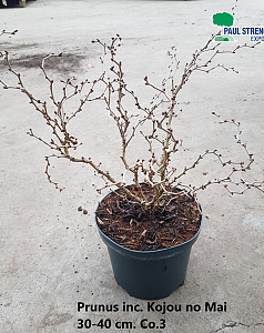 Prunus inc. Kojou no Mai 