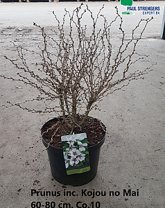 Prunus inc. Kojou no Mai 