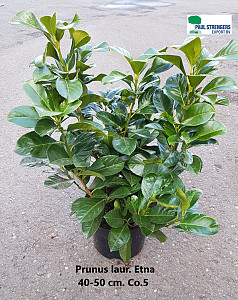 Prunus laur. Etna 