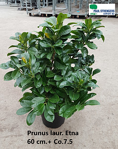 Prunus laur. Etna 