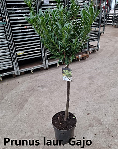 Prunus laur. Gajo
