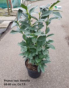 Prunus laur. Genolia