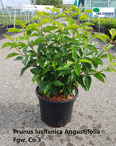 Prunus lusit. Angustifolia 