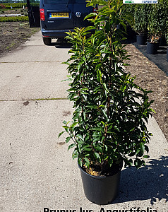 Prunus lusit. Angustifolia