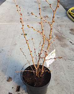 Prunus nipponica Brillant 