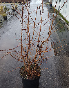 Prunus nipponica Brillant 