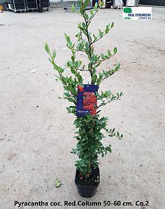 Pyracantha coc. Red Column