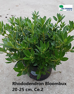 Rhododendron Bloombux