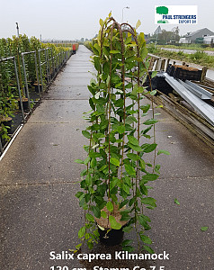 Salix caprea Kilmanock