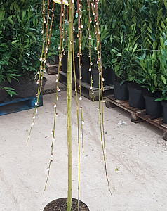 Salix caprea Kilmanock