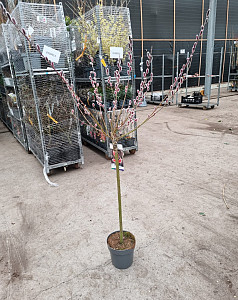 Salix grac. Mount Aso