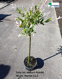 Salix int. Hakuro Nishiki