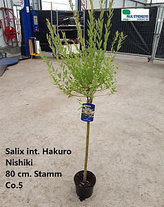 Salix int. Hakuro Nishiki