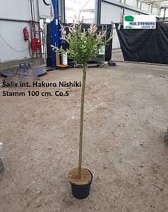 Salix int. Hakuro Nishiki