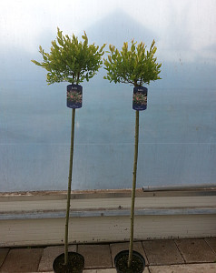 Salix int. Hakuro Nishiki