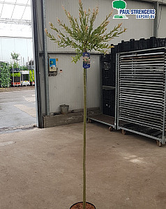 Salix int. Hakuro Nishiki