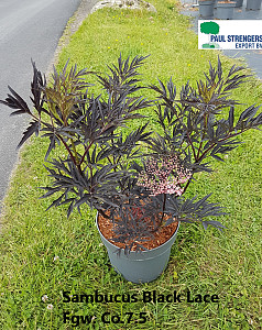Sambucus nigra Black Lace