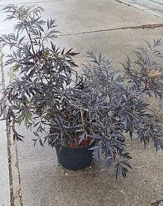 Sambucus nigra Black Lace
