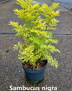 Sambucus nigra Golden Tower