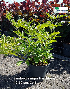Sambucus nigra Haschberg