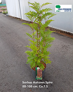 Sorbus a. Autumn Spire