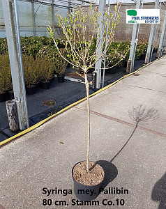 Syringa meyeri Palibin 