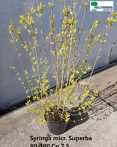 Syringa micr. Superba 