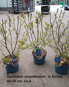 Vaccinium corymbosum