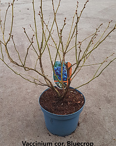Vaccinium cor. Bluecrop