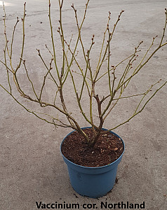 Vaccinium cor. Northland