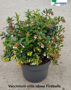 Vaccinium vitis idaea Fire Balls