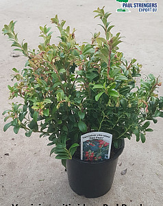 Vaccinium vitis idaea Red Pearl