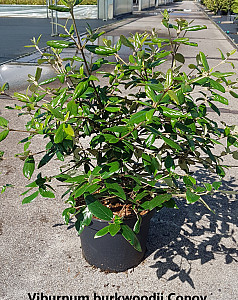 Viburnum burkwoodii Conoy