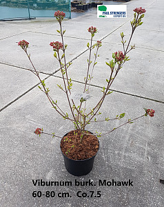 Viburnum burk. Mohawk