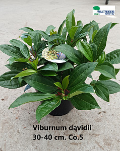 Viburnum davidii